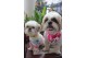 Little Peanut's collar - Shih Tzu design