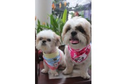 Little Peanut's collar - Shih Tzu design