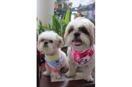 Little Peanut's collar - Shih Tzu design