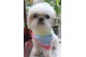 Little Peanut's collar - Shih Tzu design